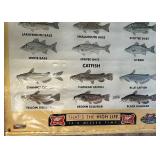 Miller High Life Vintage 1998 Freshwater & Saltwater Game Fish Commercial Vinyl Poster 36 x 65