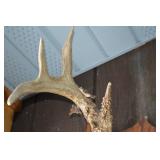 Deer Antler Mount on Wood Shield Plaque - Rustic Display