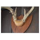 Deer Antler Mount on Wood Shield Plaque - Rustic Display