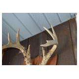 Deer Antler Mount on Wood Shield Plaque - Rustic Display