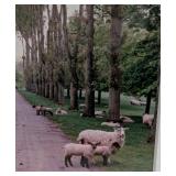 LR - Alan Klug Wiltshire England Photo Prints - Framed 11.5 x 9.5 in (Lot of 3)