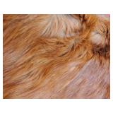 Fantastic late 19th Century Miller Tanning Co, Crookston Mn. Horse Blanket 56