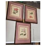 Framed Floral Prints Set including Three Rose Illustrations