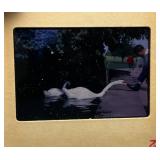 Large Group Of Misc. Slides In Metal Carrying Case