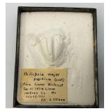 1939 Phillipsia Major Pi8idium Casting From Lower Winterfest Jackson Co. In Box