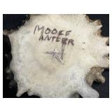 Seashells & Painted Heart Dish - Moose Antler Fossil, Moose Fossil Belt Buckle, Fossil Tooth