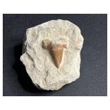 Seashells & Painted Heart Dish - Moose Antler Fossil, Moose Fossil Belt Buckle, Fossil Tooth