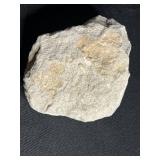 Seashells & Painted Heart Dish - Moose Antler Fossil, Moose Fossil Belt Buckle, Fossil Tooth