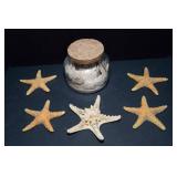 Collection of Sand Dollars and Starfish