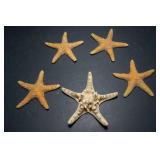 Collection of Sand Dollars and Starfish
