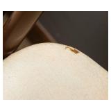 Folding Table and 6 Folding Chairs