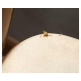 Folding Table and 6 Folding Chairs