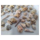 Large Shell Collection