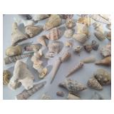 Large Shell Collection