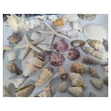 Large Shell Collection