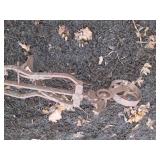 Antique all metal Horse drawn singl...