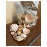 Seashell Collection with Glass Bottles and Large Conch