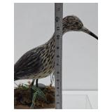 Larger Excellent Hand Carved & Painted Folk Art Shore Bird #2