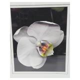 Beautiful Large Framed Professional Orchid Photograph - Signed 'Allen'