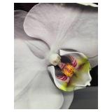 Beautiful Large Framed Professional Orchid Photograph - Signed 'Allen'