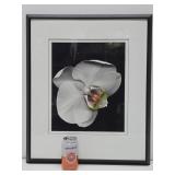 Beautiful Large Framed Professional Orchid Photograph - Signed 'Allen'