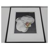 Beautiful Large Framed Professional Orchid Photograph - Signed 'Allen'