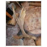 Deer Antlers with Skull Cap Trophy Mount - Large Rack