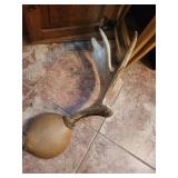 Deer Antlers with Skull Cap Trophy Mount - Large Rack