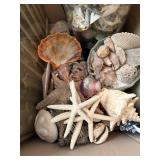 Assorted Seashells & Starfish Decor Collection - Coastal Display Shells