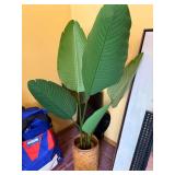 Bird of Paradise Plant (Strelitzia) in Woven Basket Pot