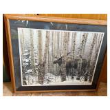 Moose in Birch Forest Framed Wildlife Art Print