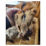 Fox Fur Pelts - Natural Gray & Brown (Lot of 2)