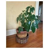 Ficus benjamina Weeping Fig - Indoor Plant in Terracotta Pot, 2.5-3 ft tall Ficus benjamina Weeping Fig - Indoor Plant in Terracotta Pot, 2.5-3 ft tall