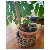 Ficus benjamina Weeping Fig - Indoor Plant in Terracotta Pot, 2.5-3 ft tall Ficus benjamina Weeping Fig - Indoor Plant in Terracotta Pot, 2.5-3 ft tall