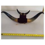 Mounted Bull Horns Mounted Bull Horns