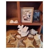 Lot of Shells, Starfish & Beach Decor Lot of Shells, Starfish & Beach Decor