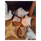 Lot of Shells, Starfish & Beach Decor Lot of Shells, Starfish & Beach Decor
