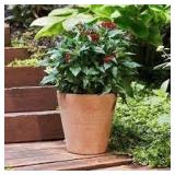 2 Planters-Southern Patio Vaso 10 in. x 10.87 in. Tall Terracotta Clay Pot, Vaso 9.8 in. x 6.7 in. Terracotta Clay Pot 2 Planters-Southern Patio Vaso 10 in. x 10.87 in. Tall Terracotta Clay Pot, Vaso 9.8 in. x 6.7 in. Terracotta Clay Pot