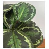 LR - Faux Calathea White Fusion - Variegated Prayer Plant LR - Faux Calathea White Fusion - Variegated Prayer Plant