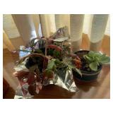 (2) Live plants... (2) Live plants...