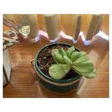 (2) Live plants... (2) Live plants...