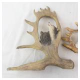 Elk Antler Wall Art - Wolf Diorama Pair