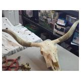 Longhorn or Watushi Steer Skull Longhorn or Watushi Steer Skull
