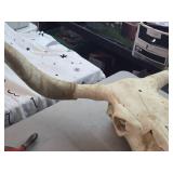 Longhorn or Watushi Steer Skull Longhorn or Watushi Steer Skull