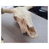 Longhorn or Watushi Steer Skull Longhorn or Watushi Steer Skull