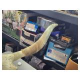 Longhorn or Watushi Steer Skull Longhorn or Watushi Steer Skull