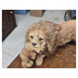 Lion Carrying Cub theme Goat Fur Décor 20' x 8' Lion Carrying Cub theme Goat Fur Décor 20' x 8'