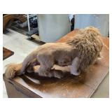 Lion Carrying Cub theme Goat Fur Décor 20' x 8' Lion Carrying Cub theme Goat Fur Décor 20' x 8'