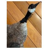LL - Goose Taxidermy Mount