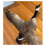 LL - Goose Taxidermy Mount